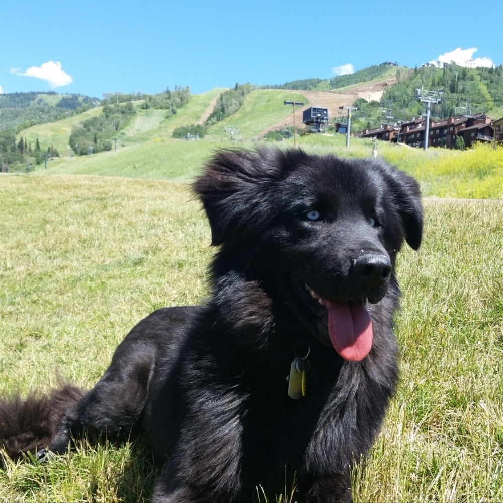 Meet your Posher, Priest